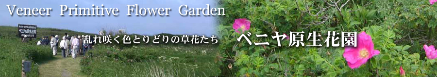 ベニヤ原生花園